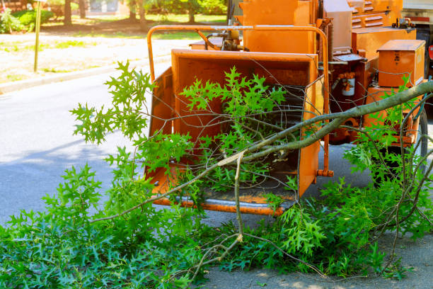 Trusted Johnston, SC Tree Services Experts