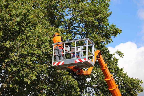 How Our Tree Care Process Works  in  Johnston, SC