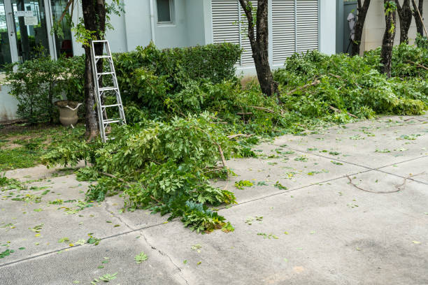 Best Lawn Drainage Solutions  in Johnston, SC