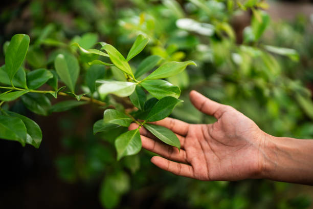 Best Commercial Tree Services  in Johnston, SC