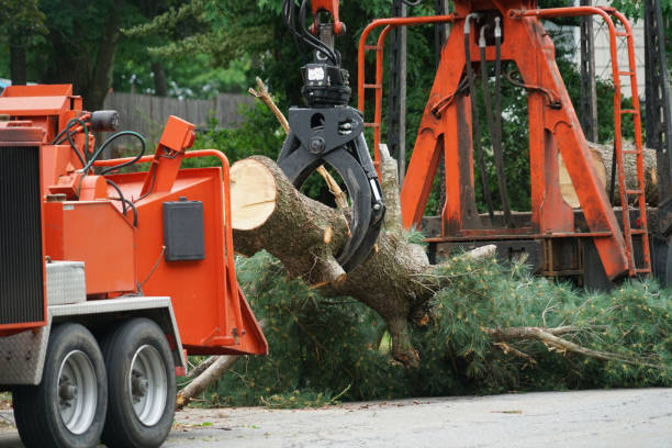 Best Tree Mulching  in Johnston, SC