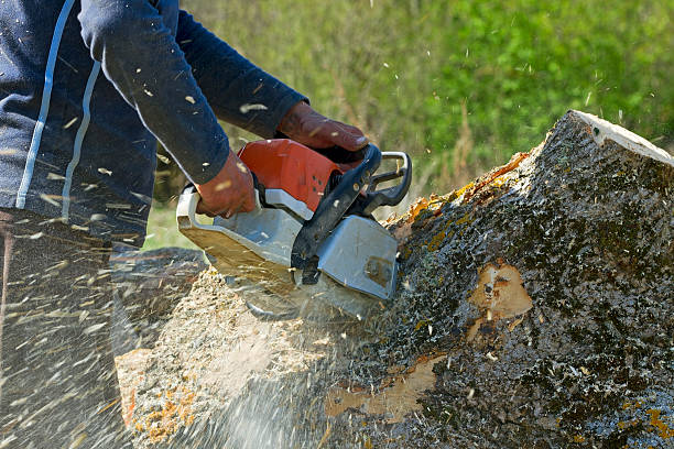 Best Lawn Dethatching  in Johnston, SC
